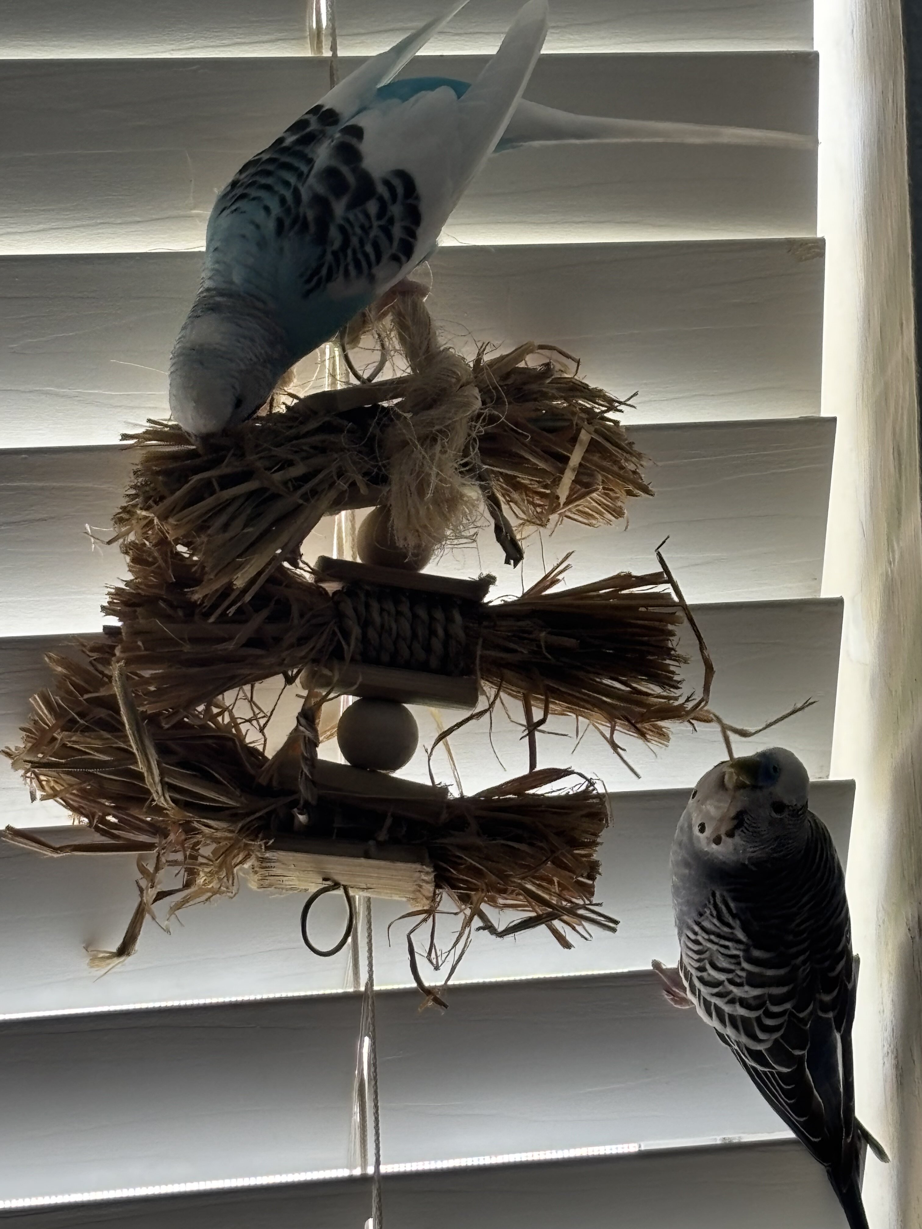 2 healthy parakeets image 7