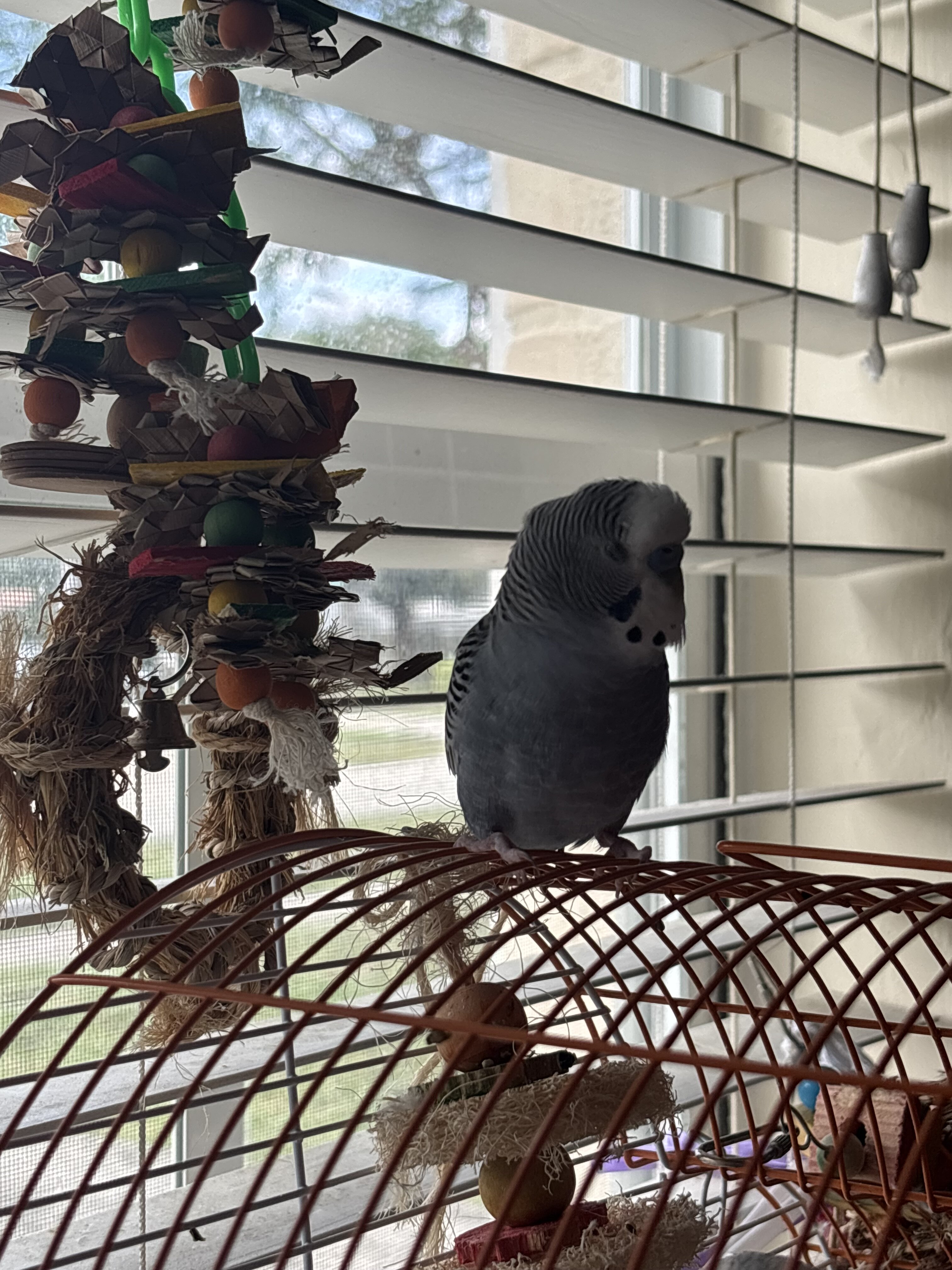 2 healthy parakeets image 1