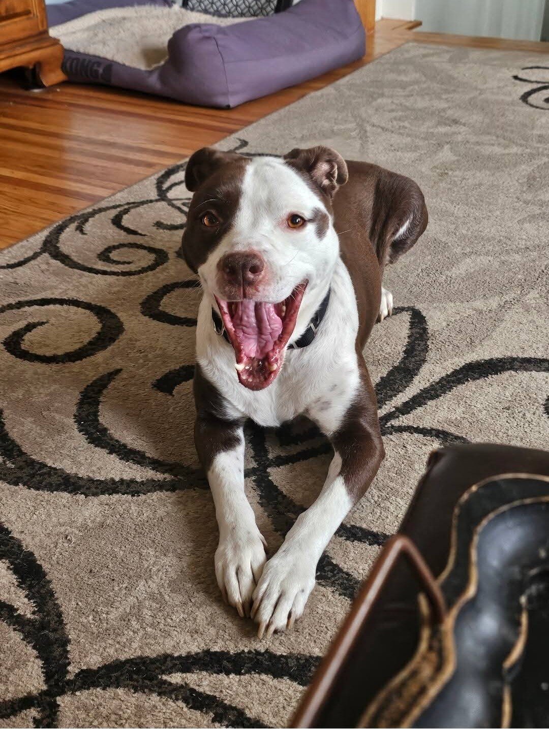 Dude (8 year old Staffordshire/lab mix) image 2