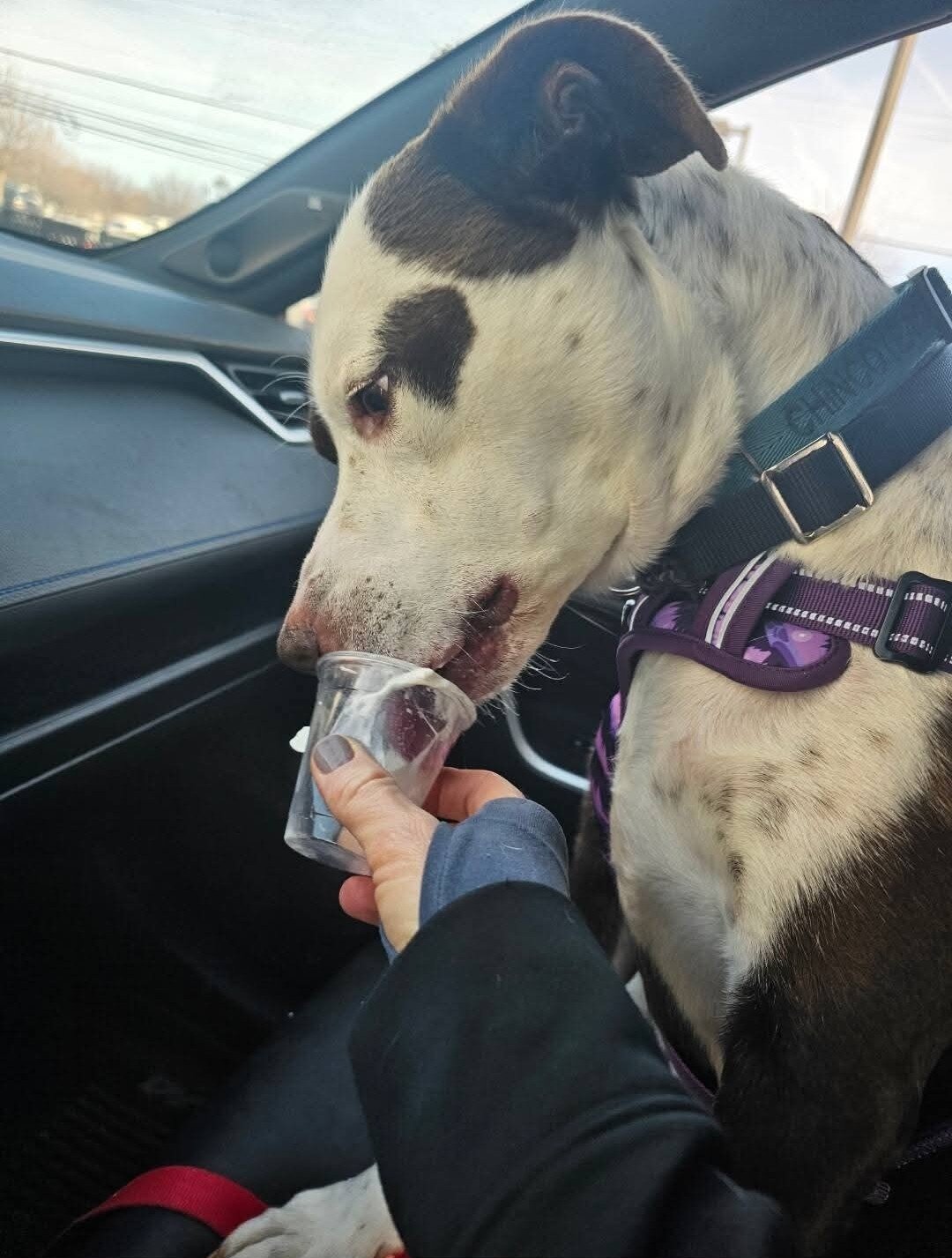 Dude (8 year old Staffordshire/lab mix) image 1