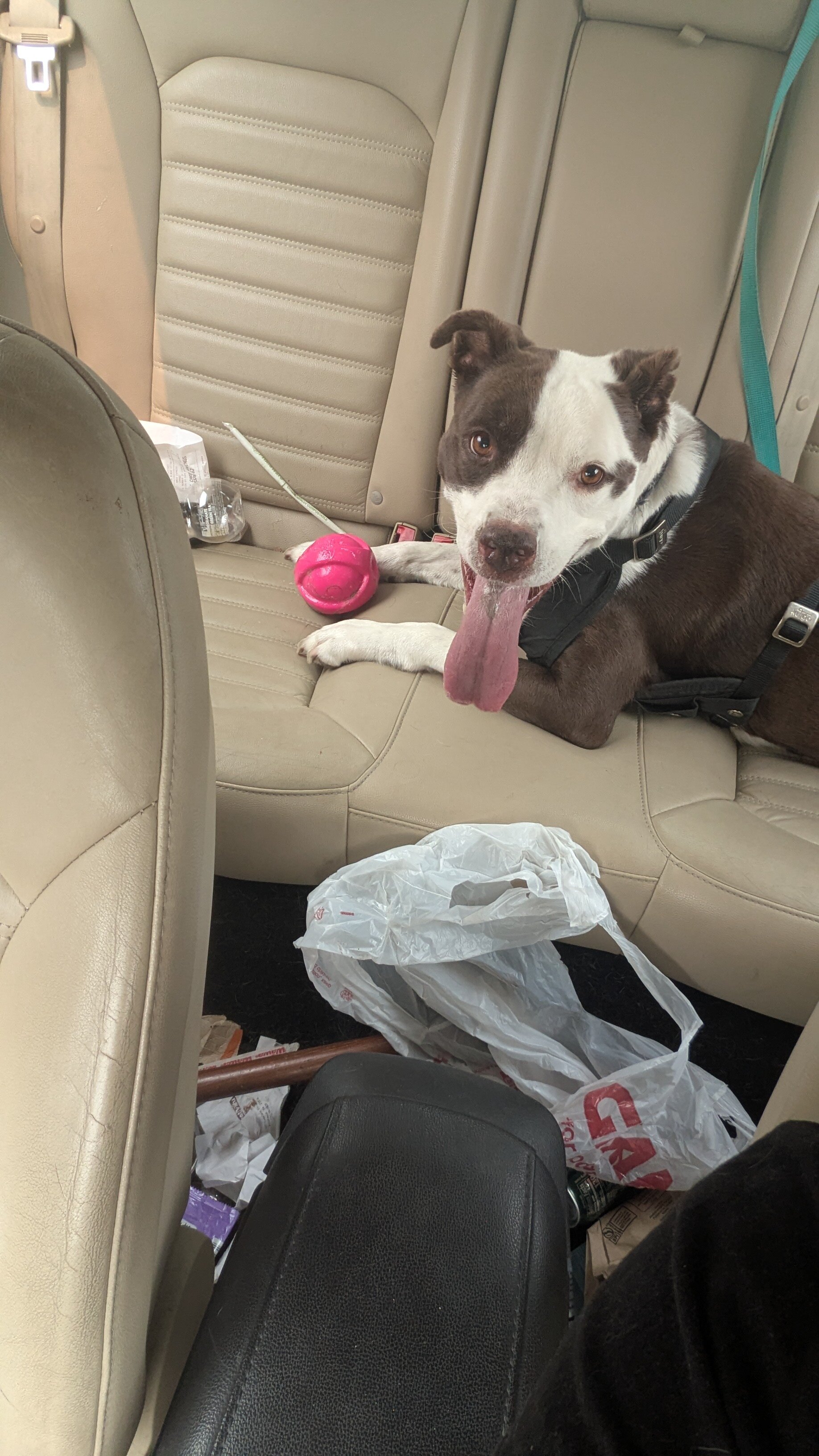 Dude (8 year old Staffordshire/lab mix) image 3