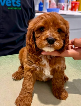Gorgeous Cavapoo Puppies Ready for Loving Homes image 1