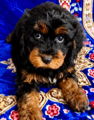 Gorgeous Cavapoo Puppies Ready for Loving Homes image 2