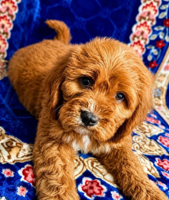 Gorgeous Cavapoo Puppies Ready for Loving Homes image 3