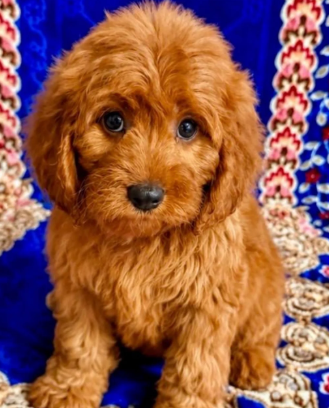 Gorgeous Cavapoo Puppies Ready for Loving Homes image 4