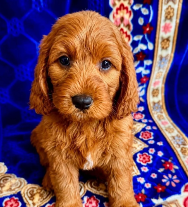 Gorgeous Cavapoo Puppies Ready for Loving Homes image 5