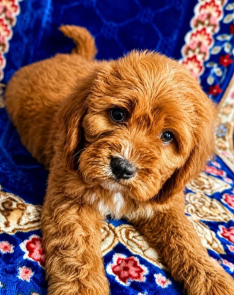 Gorgeous Cavapoo Puppies Ready for Loving Homes image 6