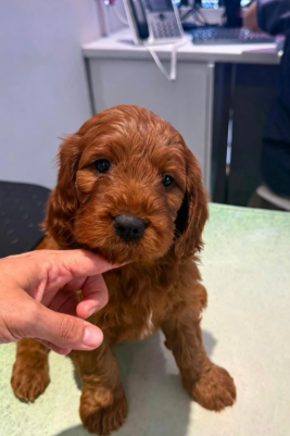Gorgeous Cavapoo Puppies Ready for Loving Homes image 7