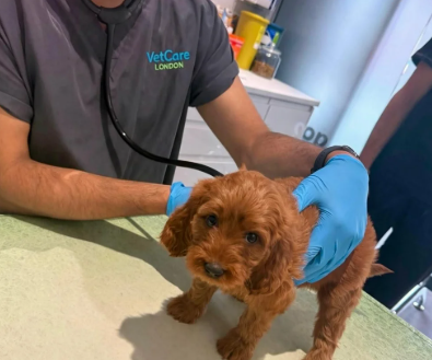 Gorgeous Cavapoo Puppies Ready for Loving Homes image 8