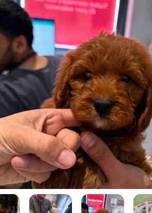 Gorgeous Cavapoo Puppies Ready for Loving Homes image 9