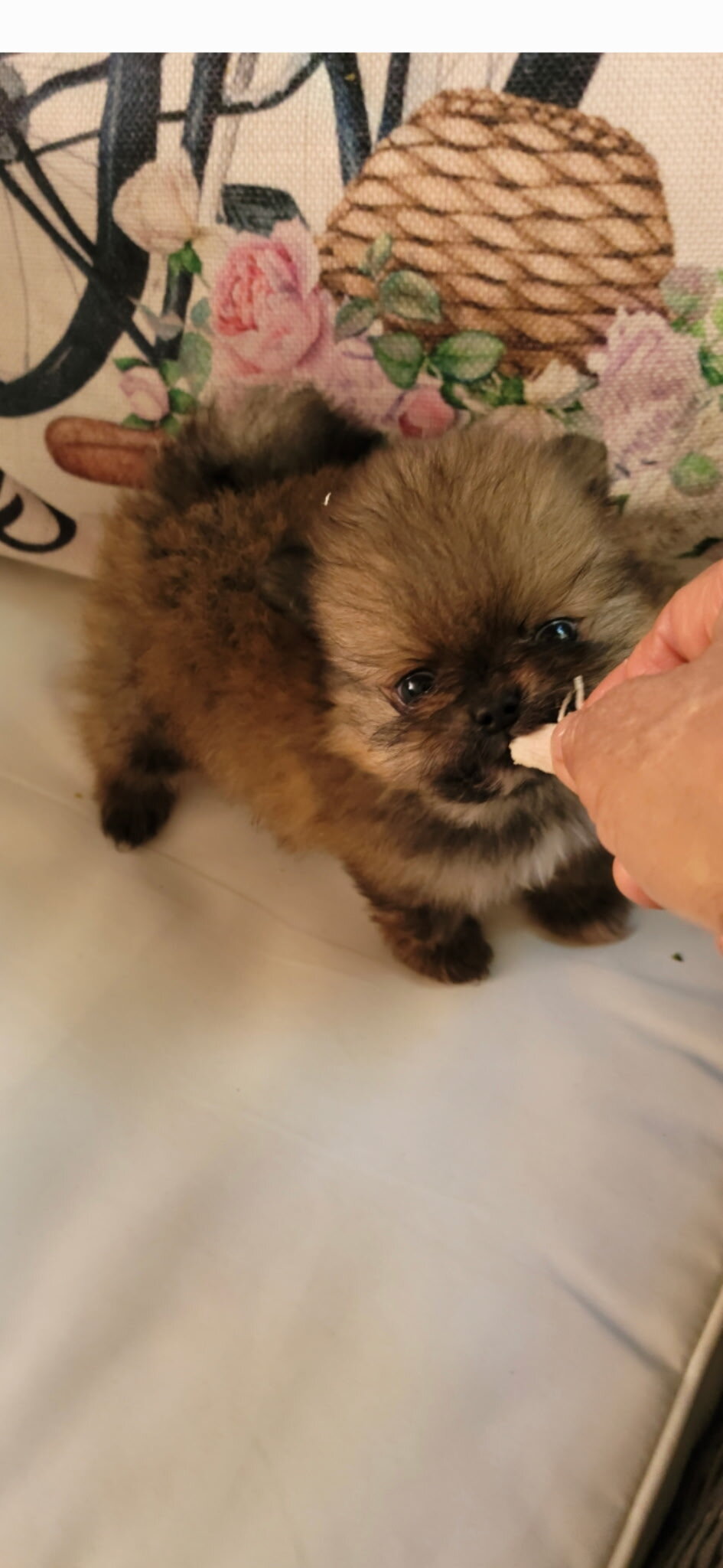 Pomeranians puppies image 2