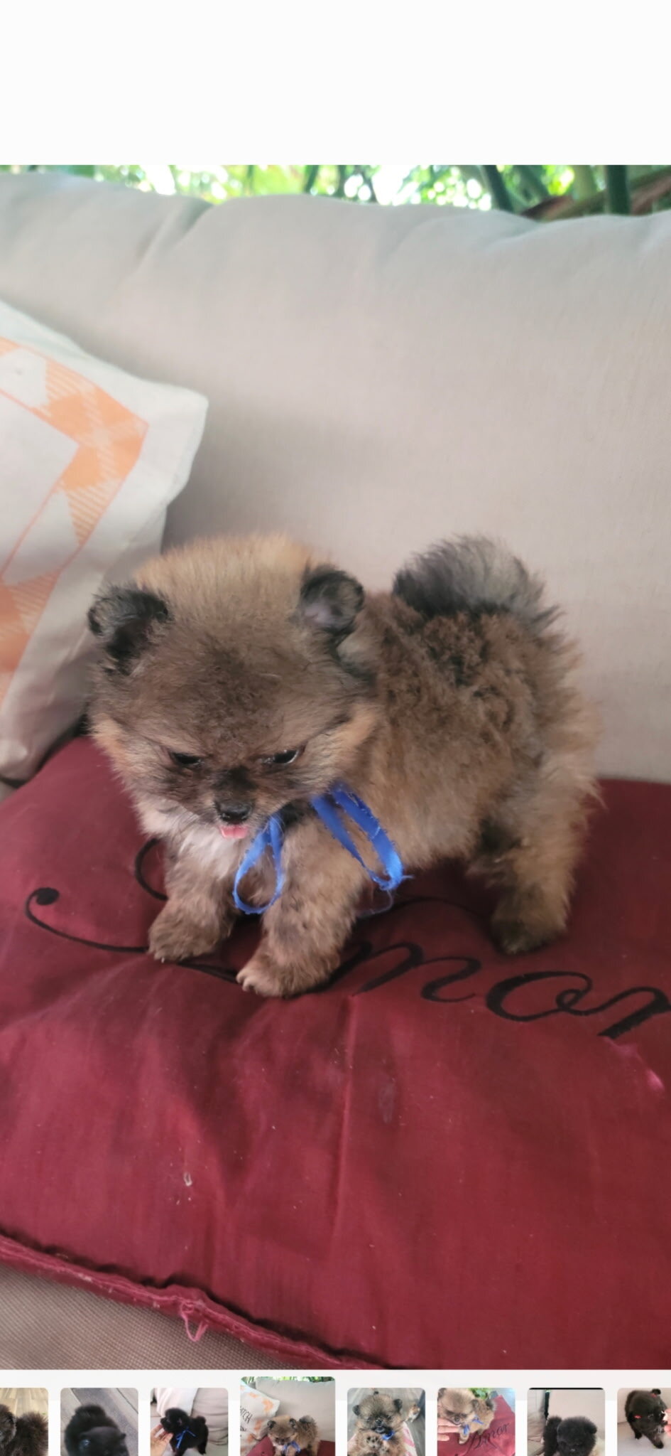 Pomeranians puppies image 3