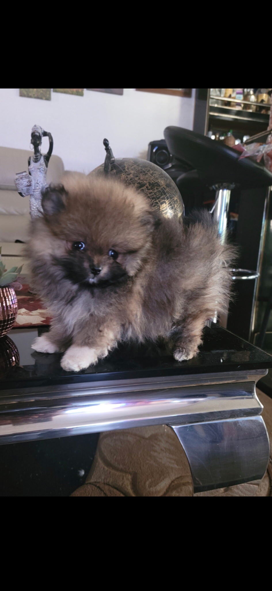 Pomeranians puppies image 4