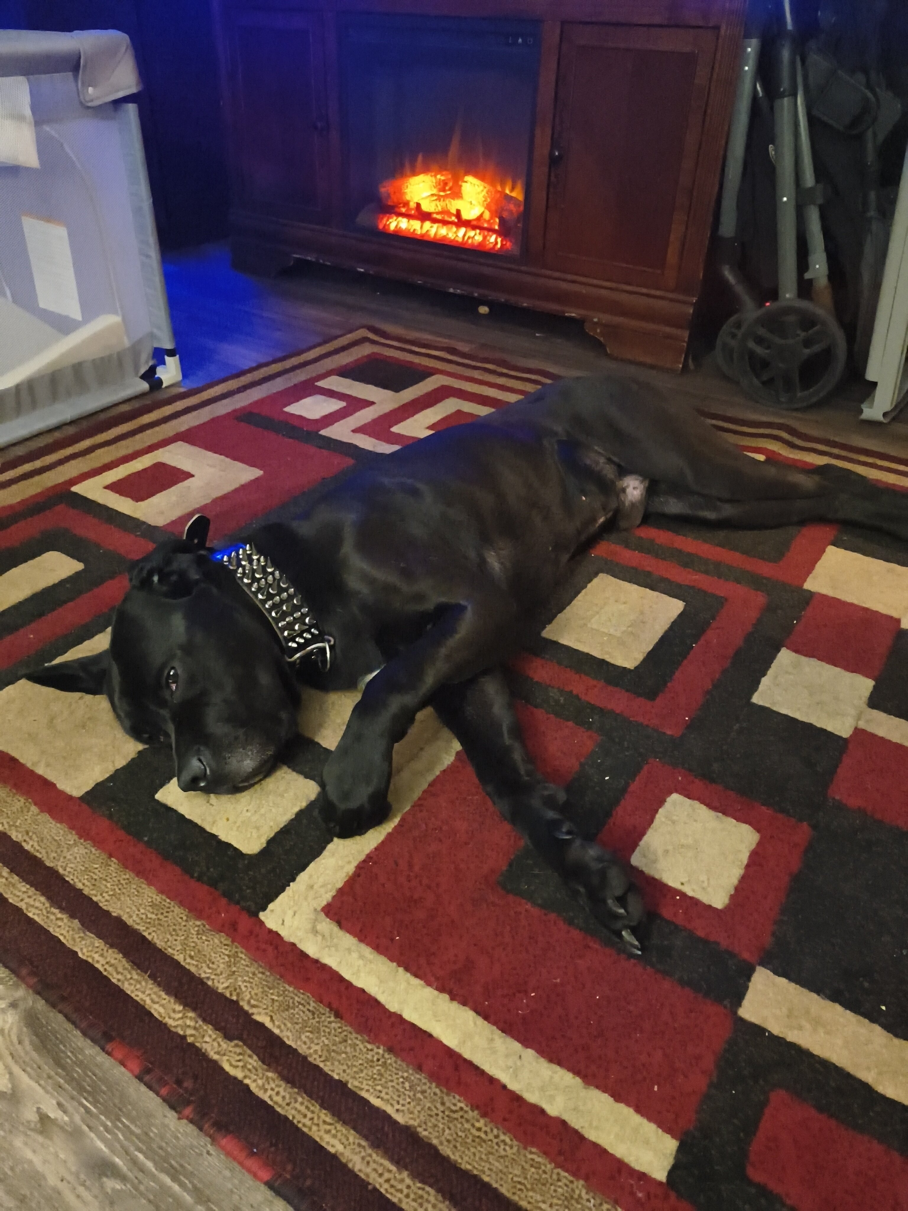 Cane Corso image 1