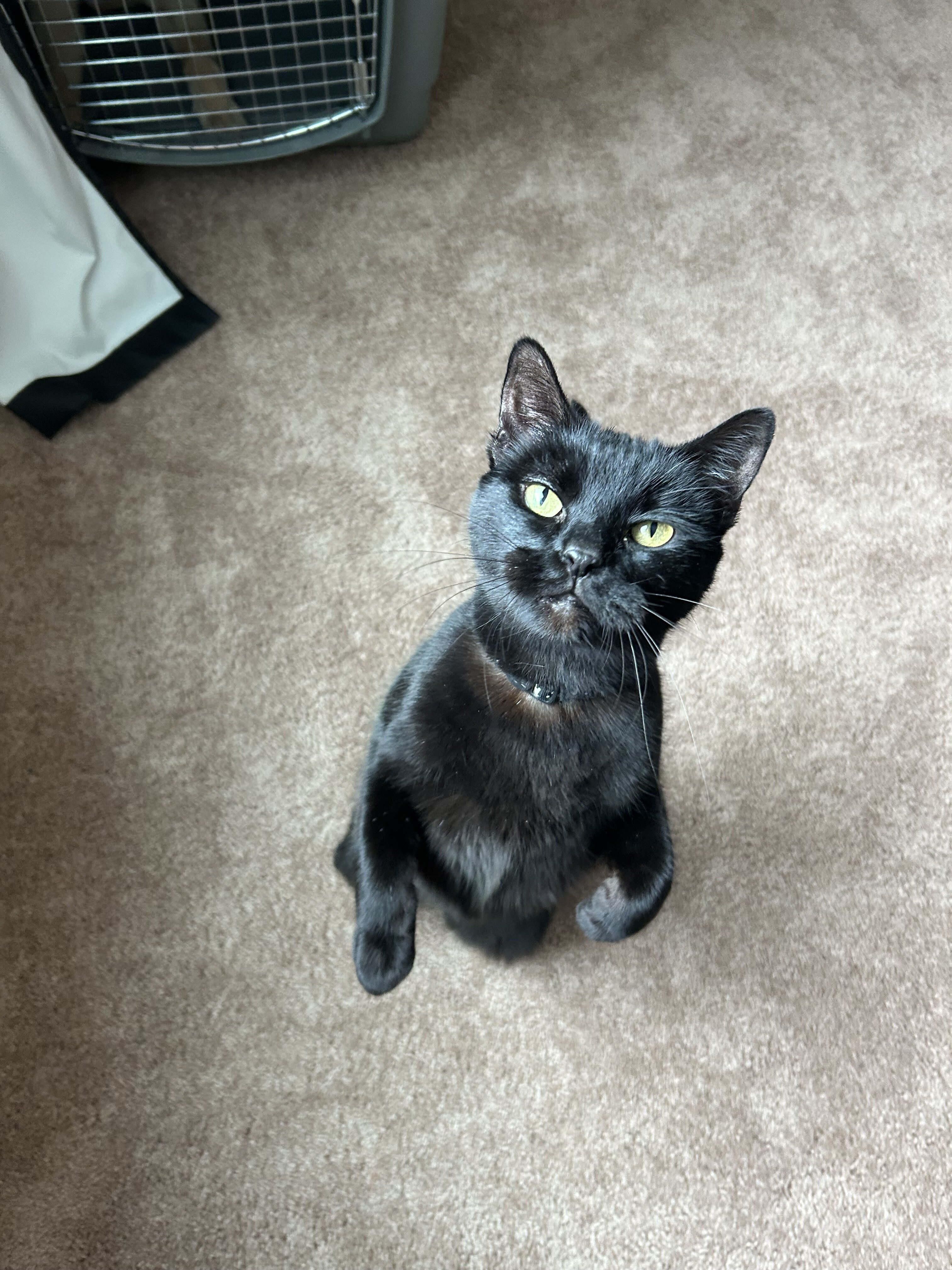 Domestic short hair 🐈‍⬛ image 1