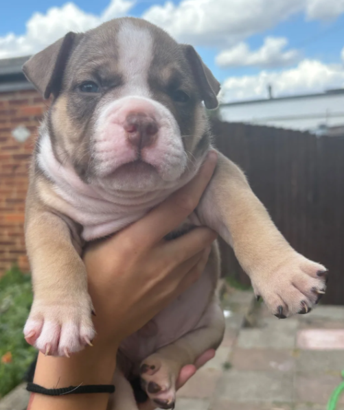 Adorable Chunky American Bully Puppies image 10