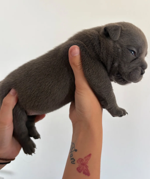 Adorable Chunky American Bully Puppies image 1