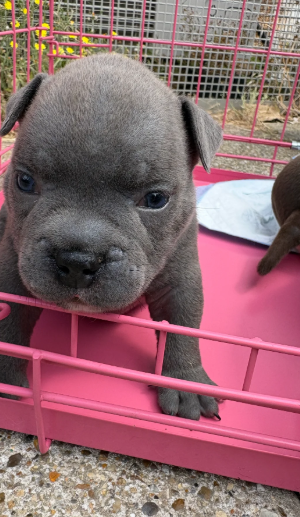 Adorable Chunky American Bully Puppies image 9