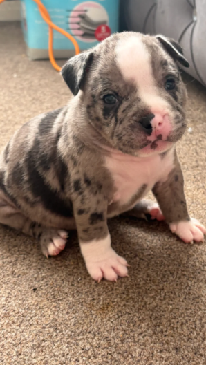 Adorable Chunky American Bully Puppies image 8