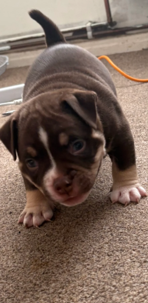 Adorable Chunky American Bully Puppies image 7