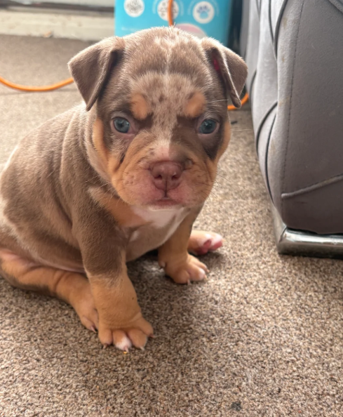 Adorable Chunky American Bully Puppies image 6