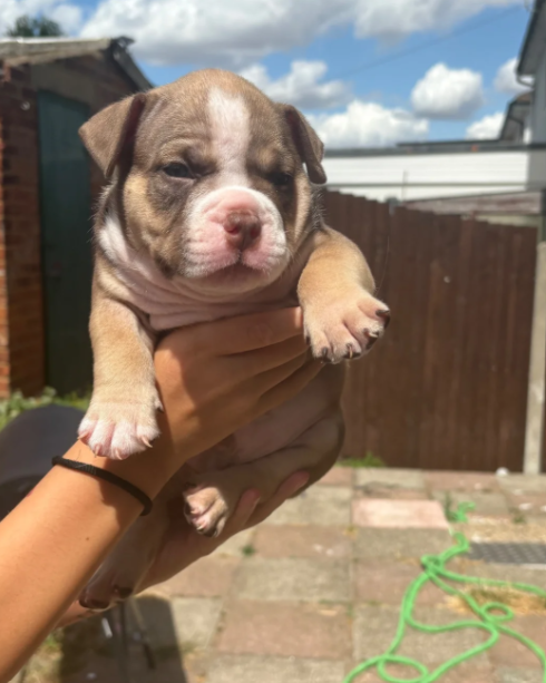 Adorable Chunky American Bully Puppies image 5