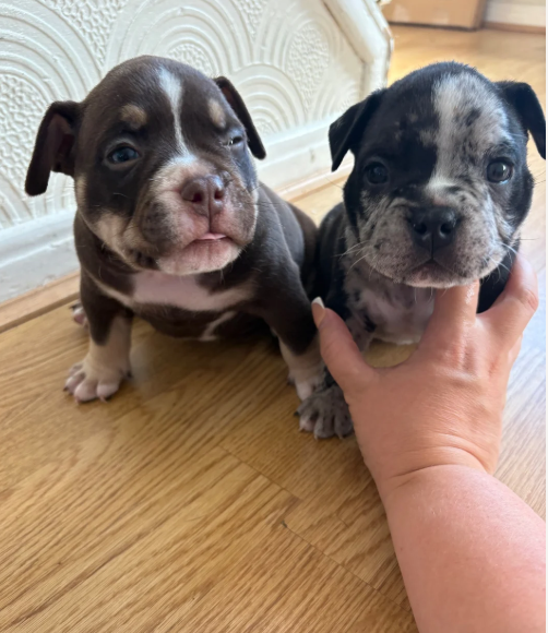 Adorable Chunky American Bully Puppies image 4