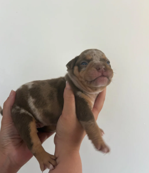 Adorable Chunky American Bully Puppies image 3