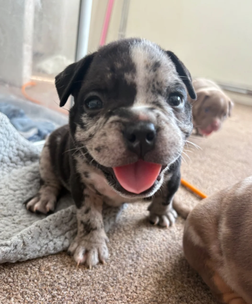 Adorable Chunky American Bully Puppies image 2