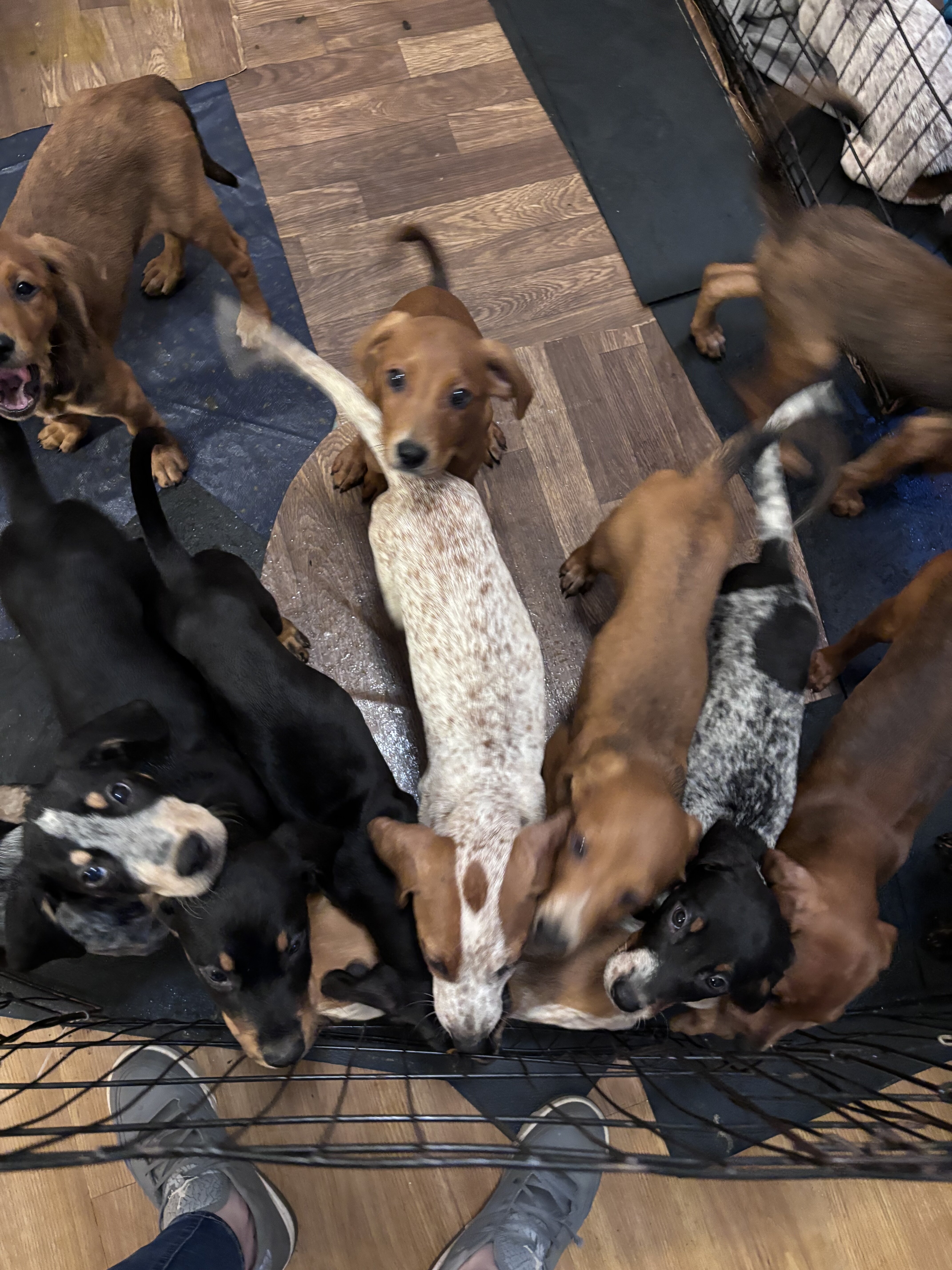 Bluetick coonhound puppies image 1