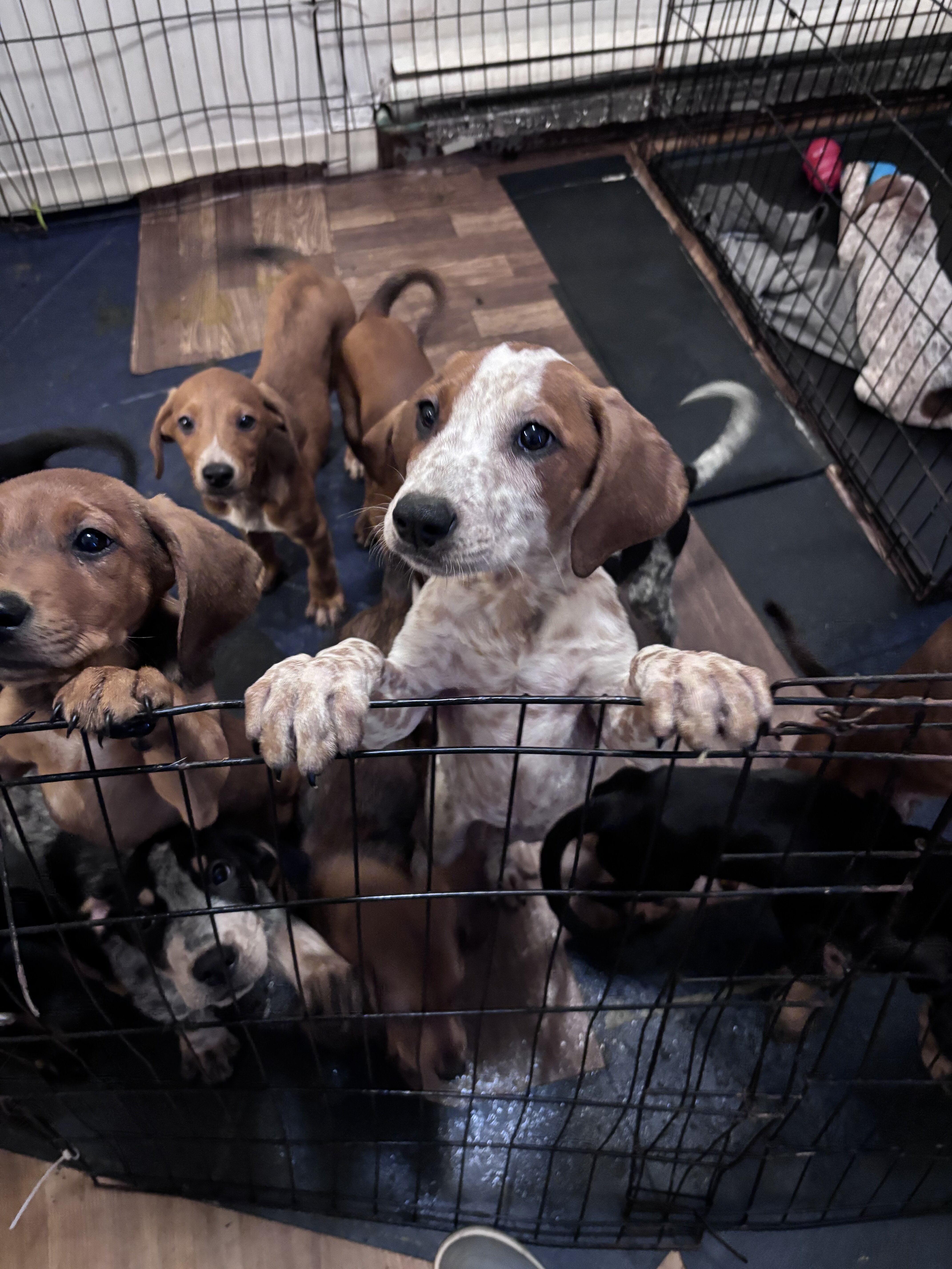 Bluetick coonhound puppies image 2