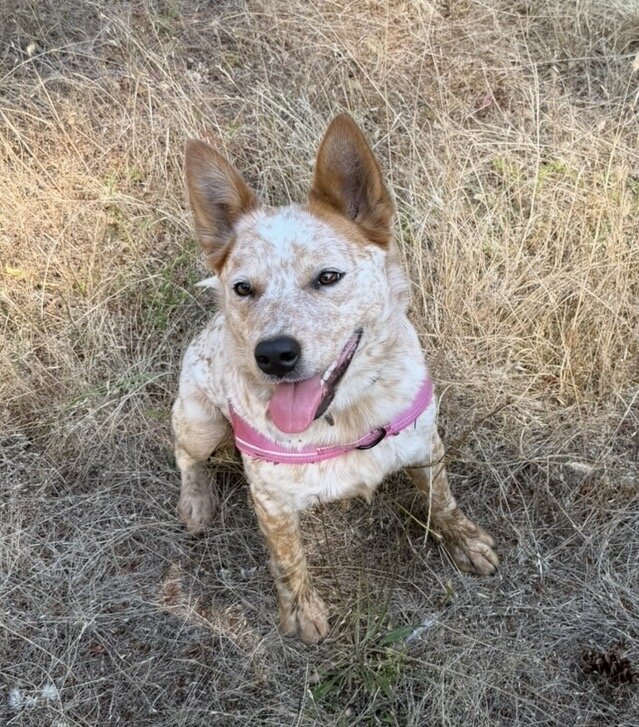Female ACD image 1