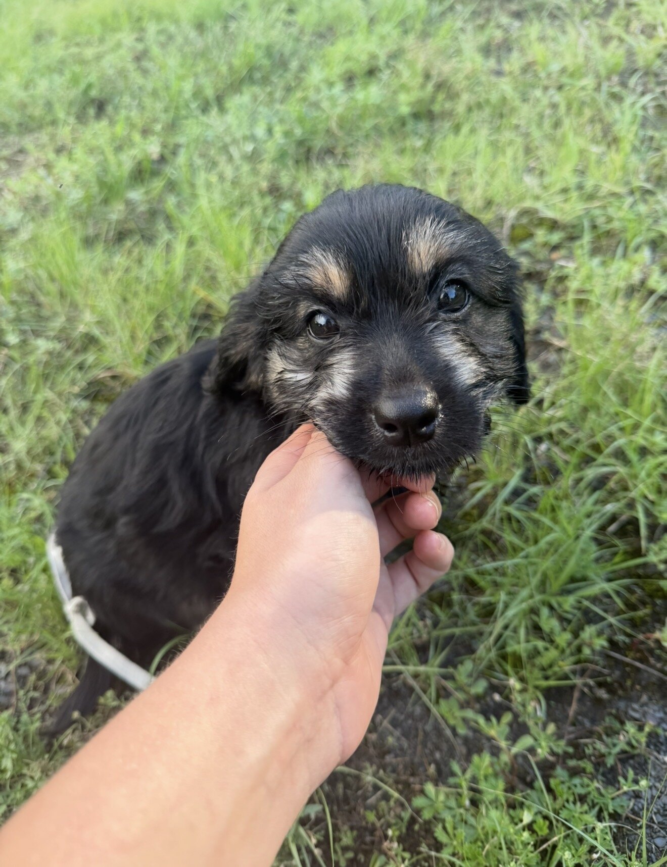 Medium Mix Puppies image 1