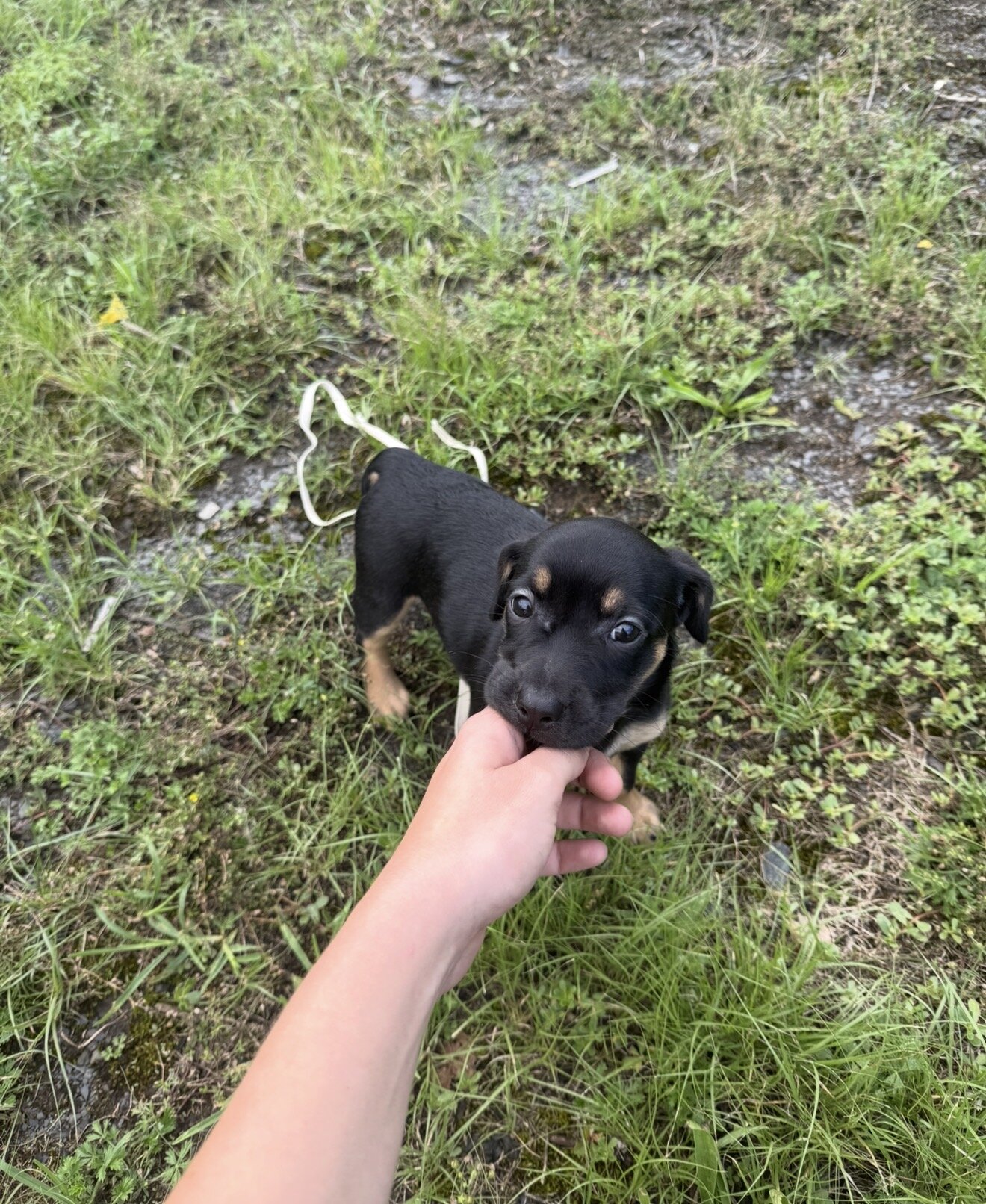 Medium Mix Puppies image 2