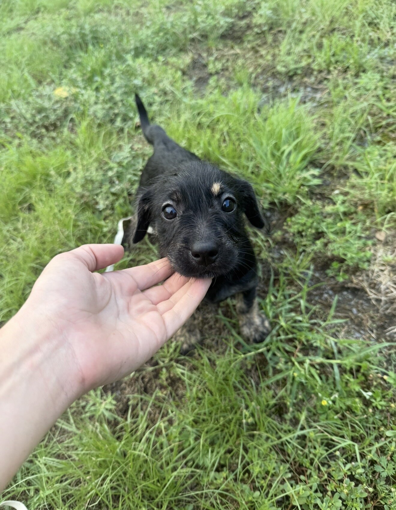 Medium Mix Puppies image 3