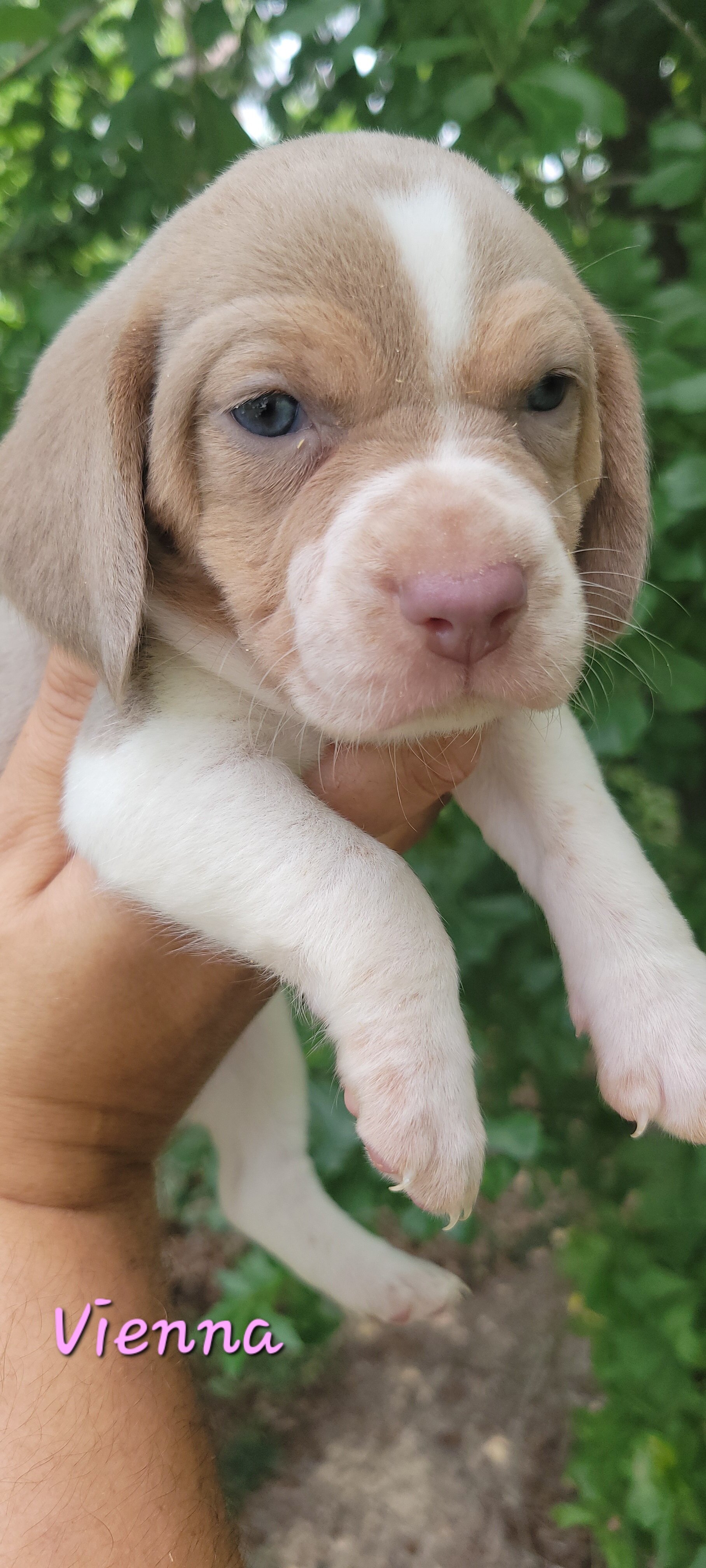 Beagle puppies image 4