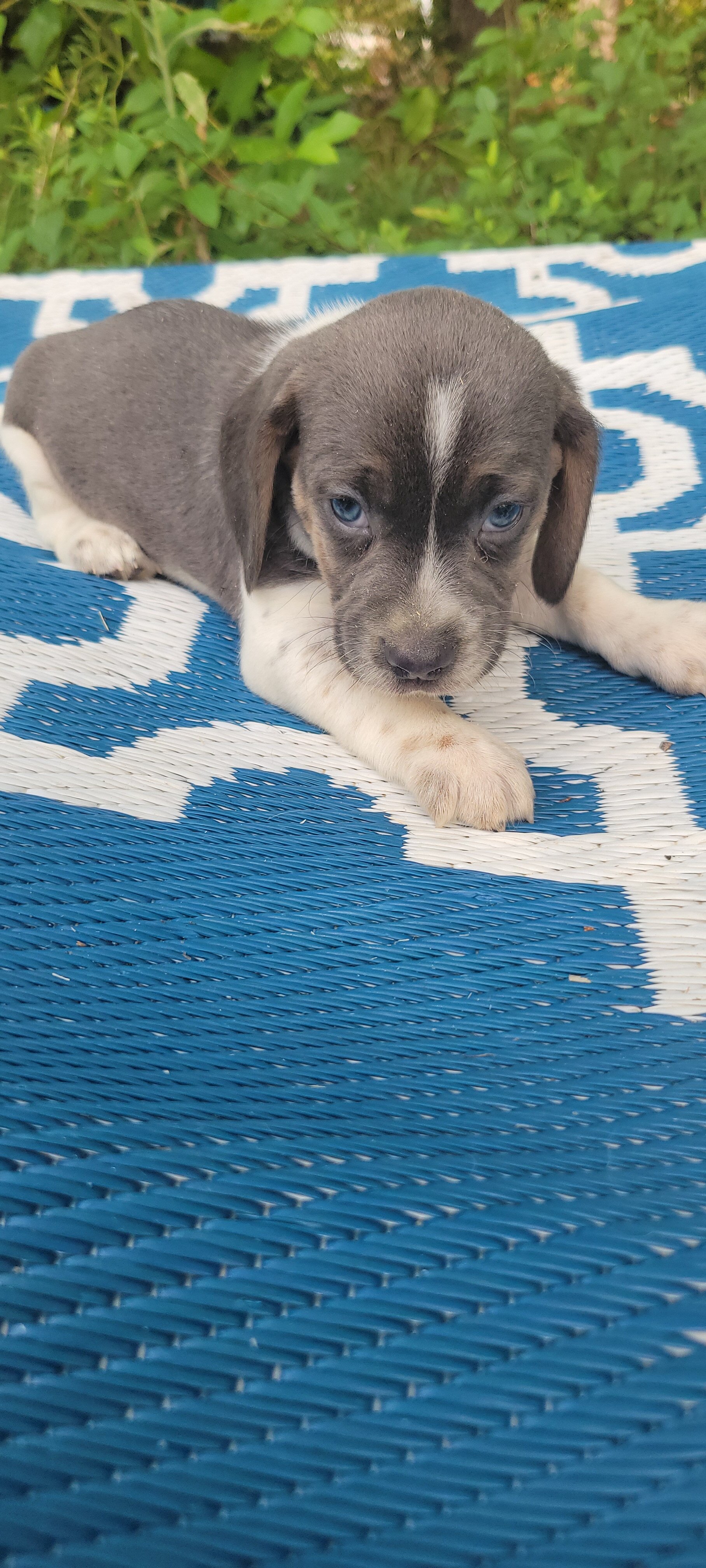 Beagle puppies image 1