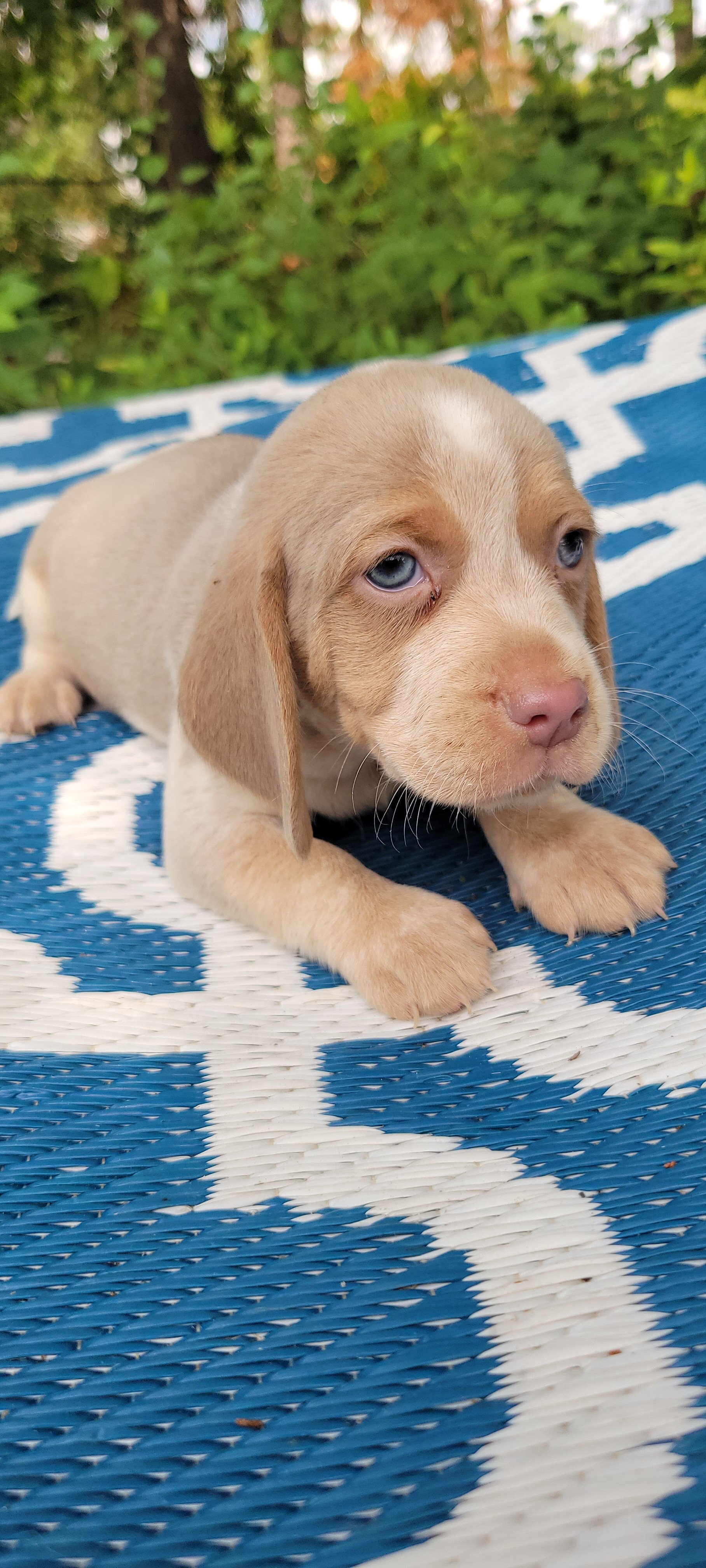 Beagle puppies image 2