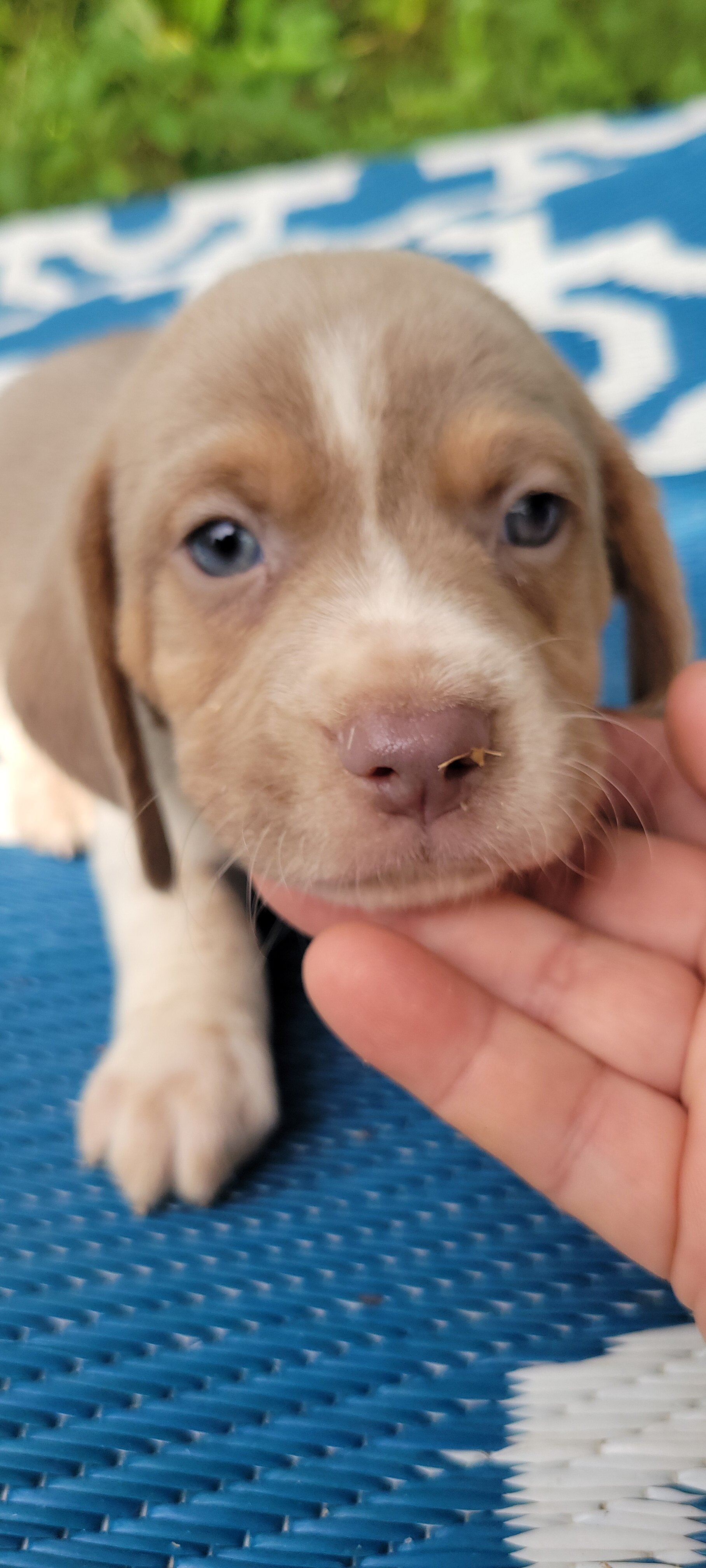 Beagle puppies image 3