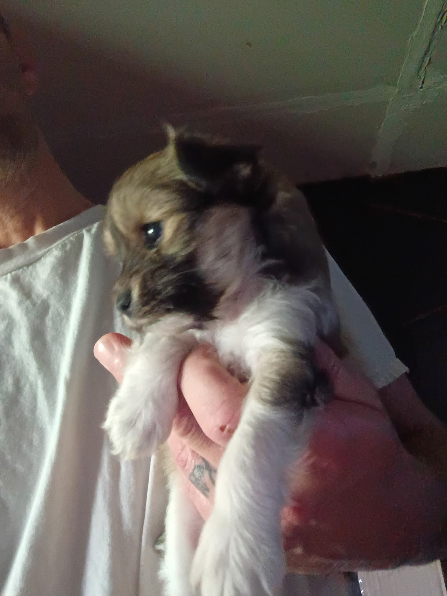 Tiny 6 Week Old Female Long Haired Chihuahua Girl image 2