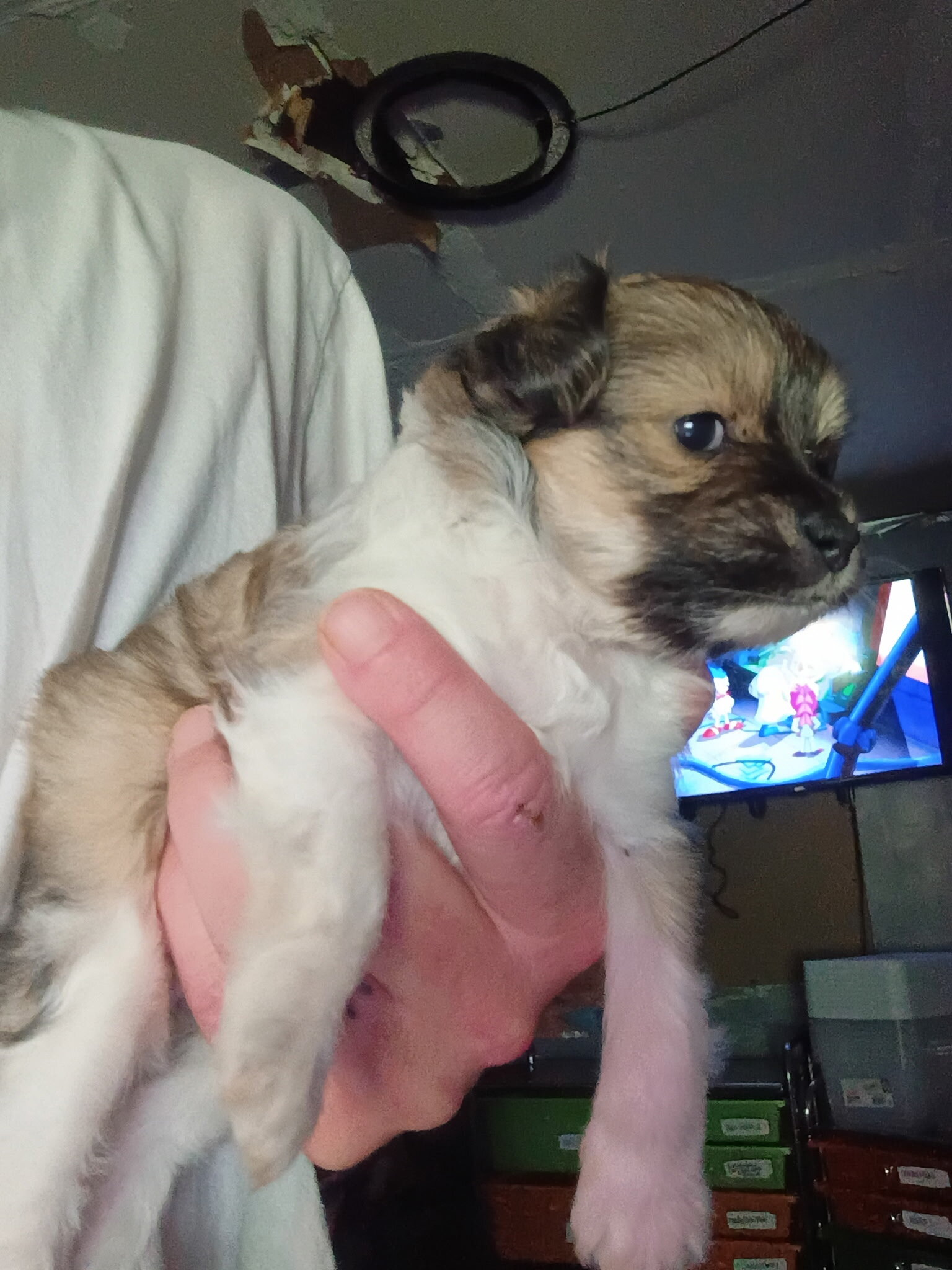 Tiny 6 Week Old Female Long Haired Chihuahua Girl image 1