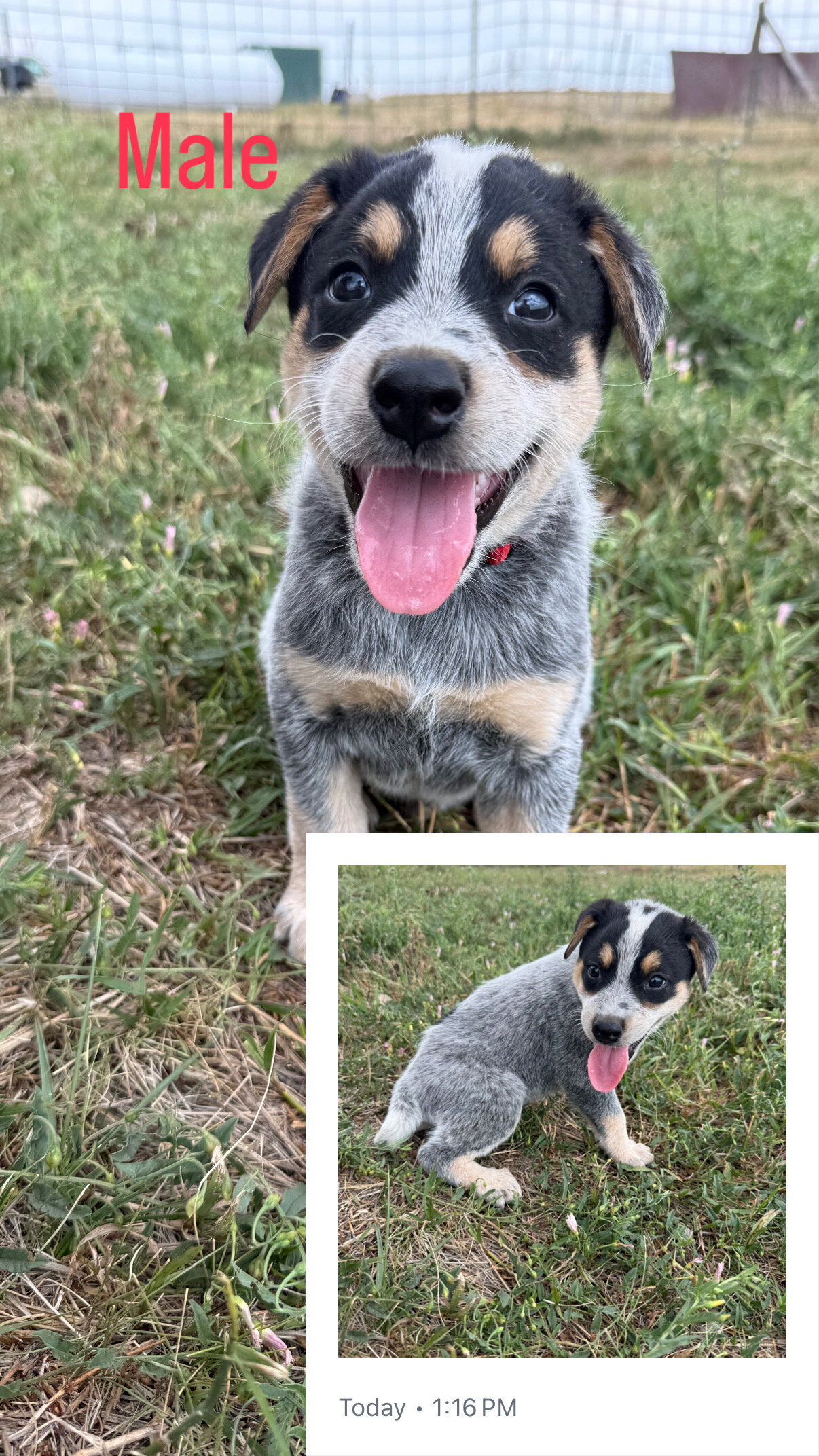 Blue Heeler Puppies image 1