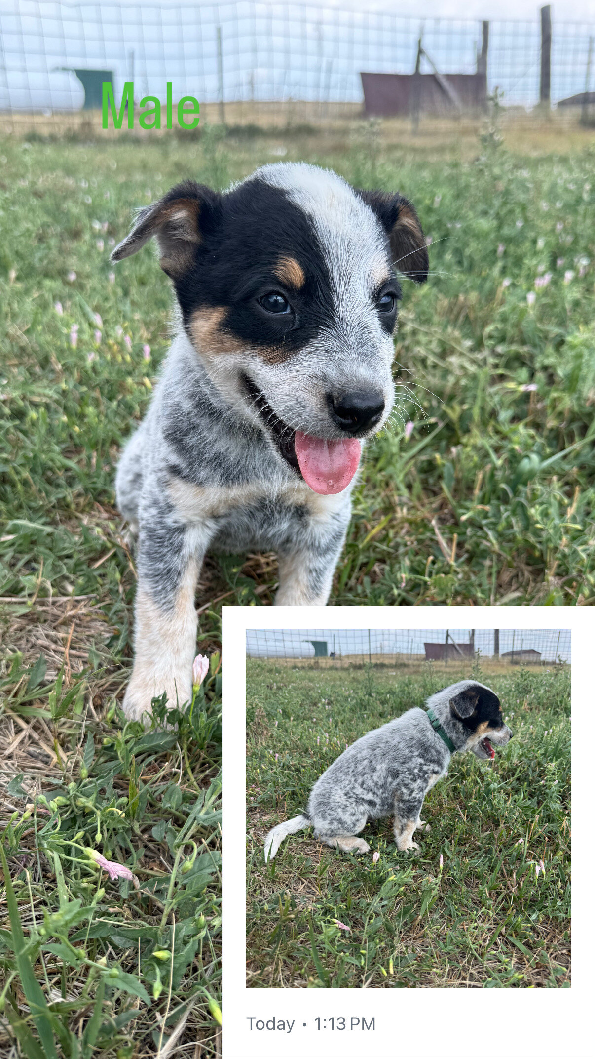 Blue Heeler Puppies image 3