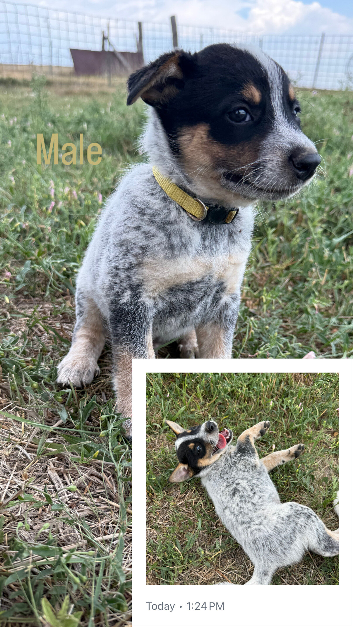 Blue Heeler Puppies image 4