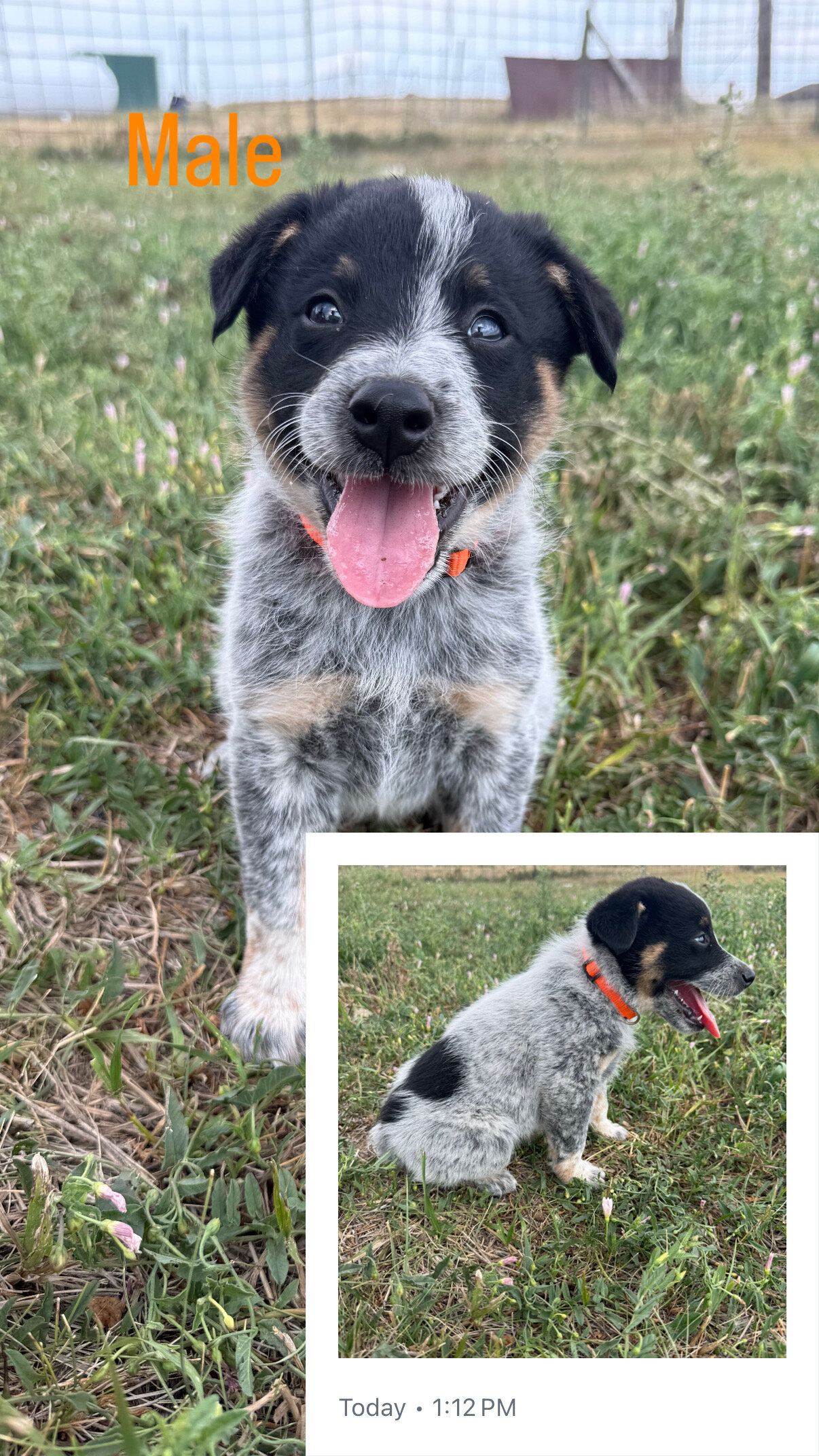 Blue Heeler Puppies image 6