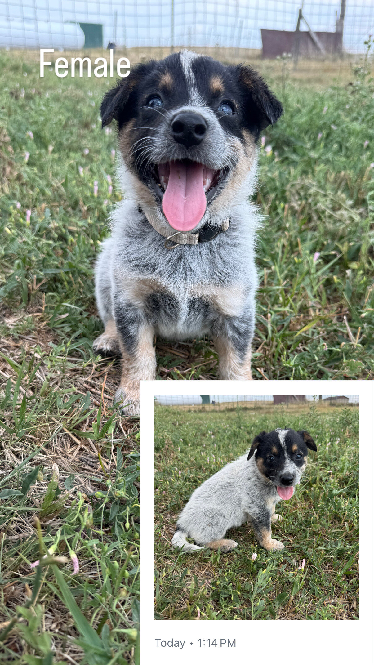 Blue Heeler Puppies image 2