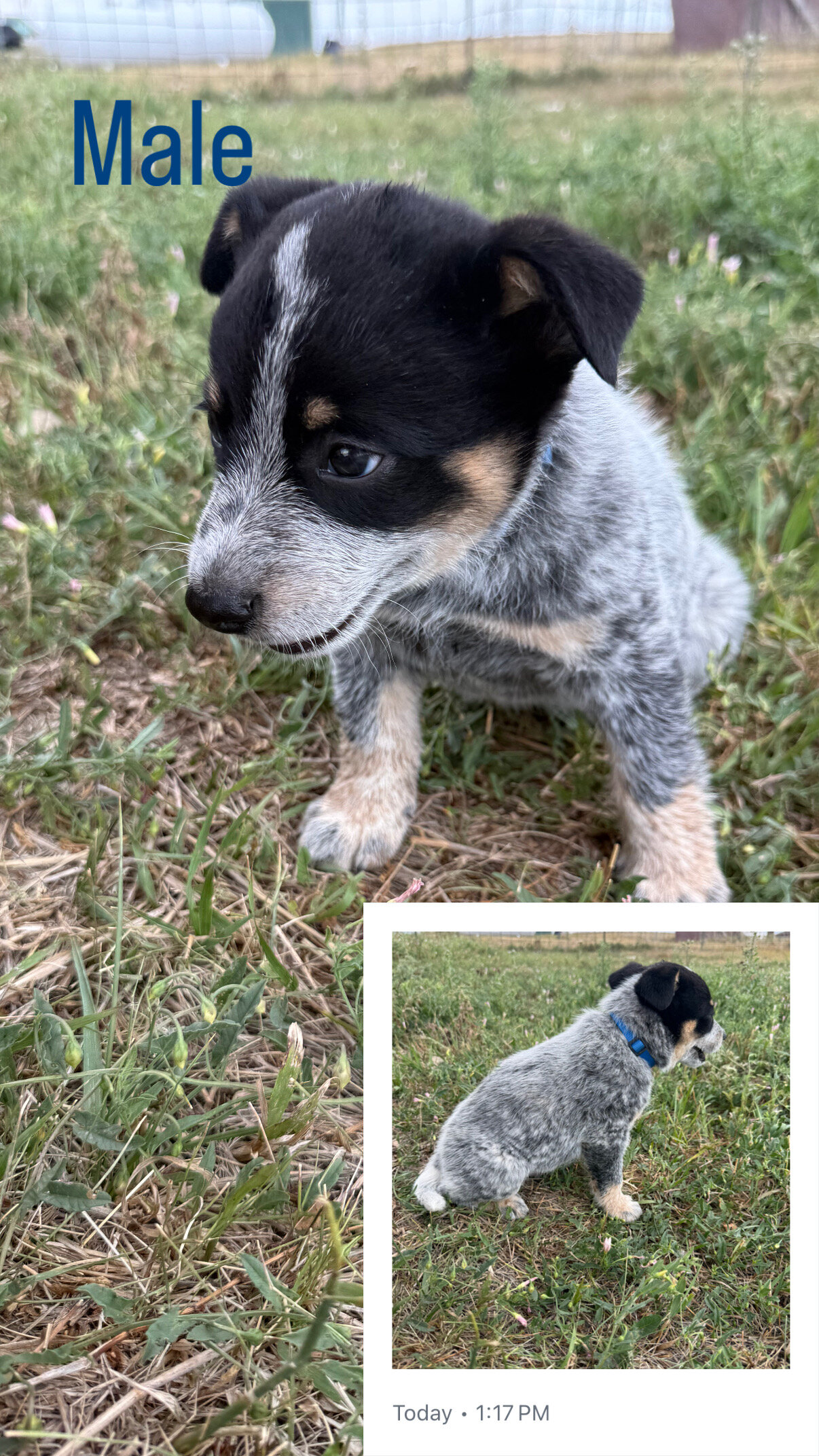 Blue Heeler Puppies image 5