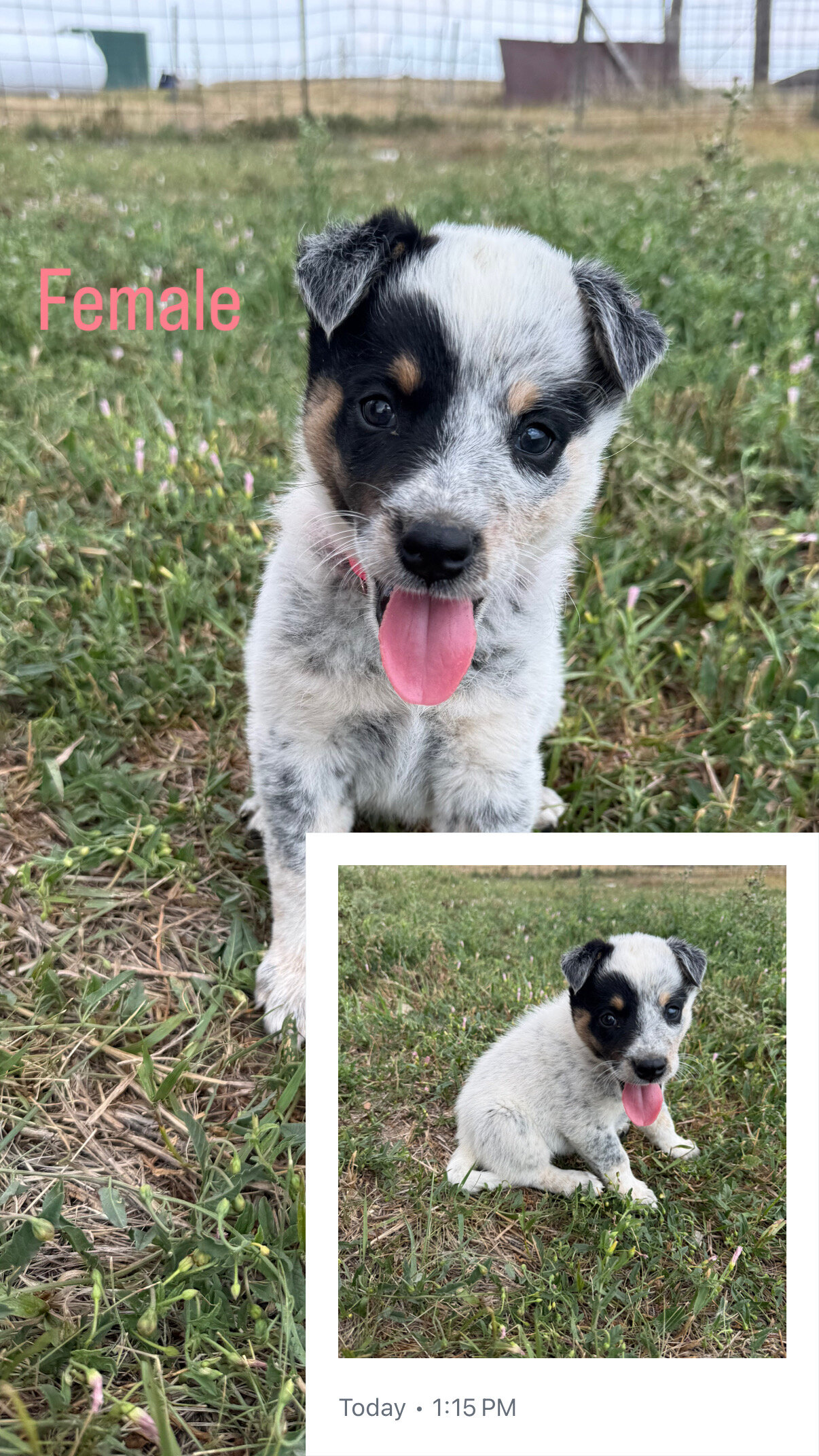 Blue Heeler Puppies image 7