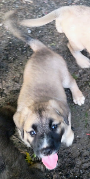 OSCAR (German Shepherd Schnauzer) image 2