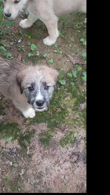 RUFFEE ( German Shepherd Schnauzer) image 1